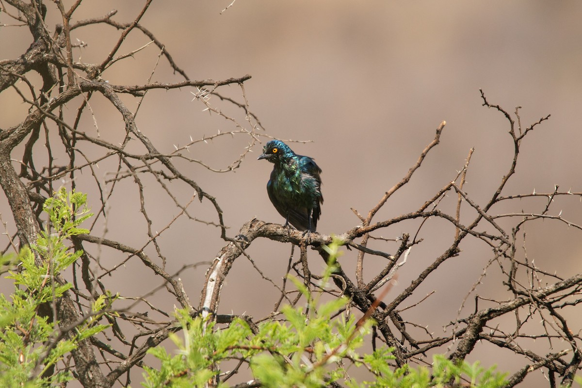 Cape Starling - ML619717506