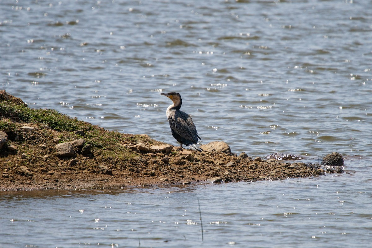 Great Cormorant (White-breasted) - ML619717508