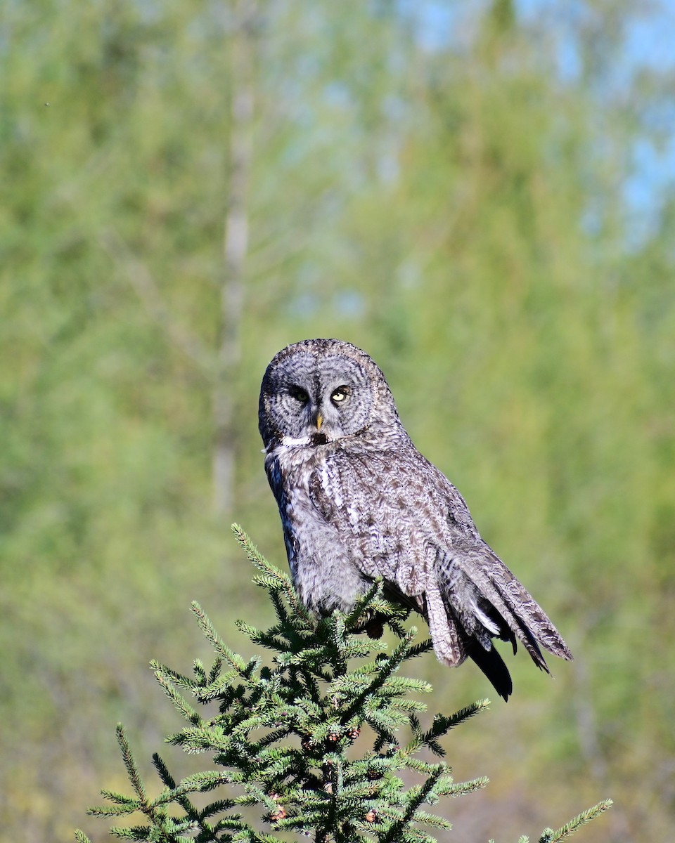 Great Gray Owl - ML619717529