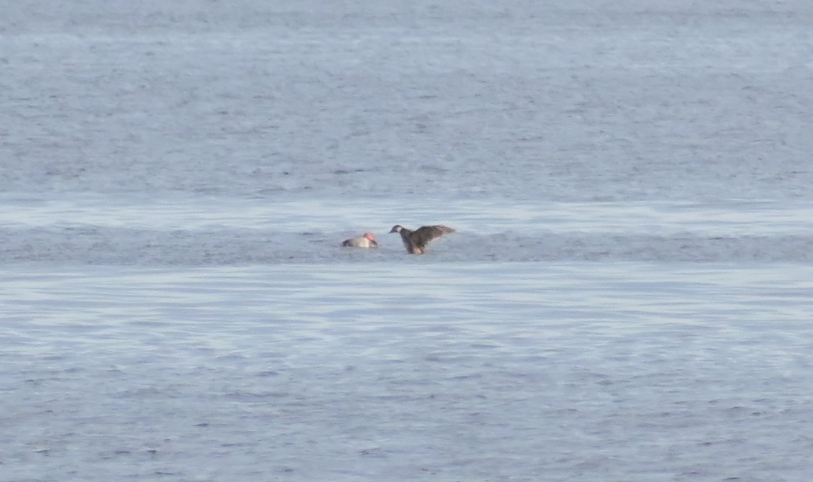 Black Scoter - ML619717568