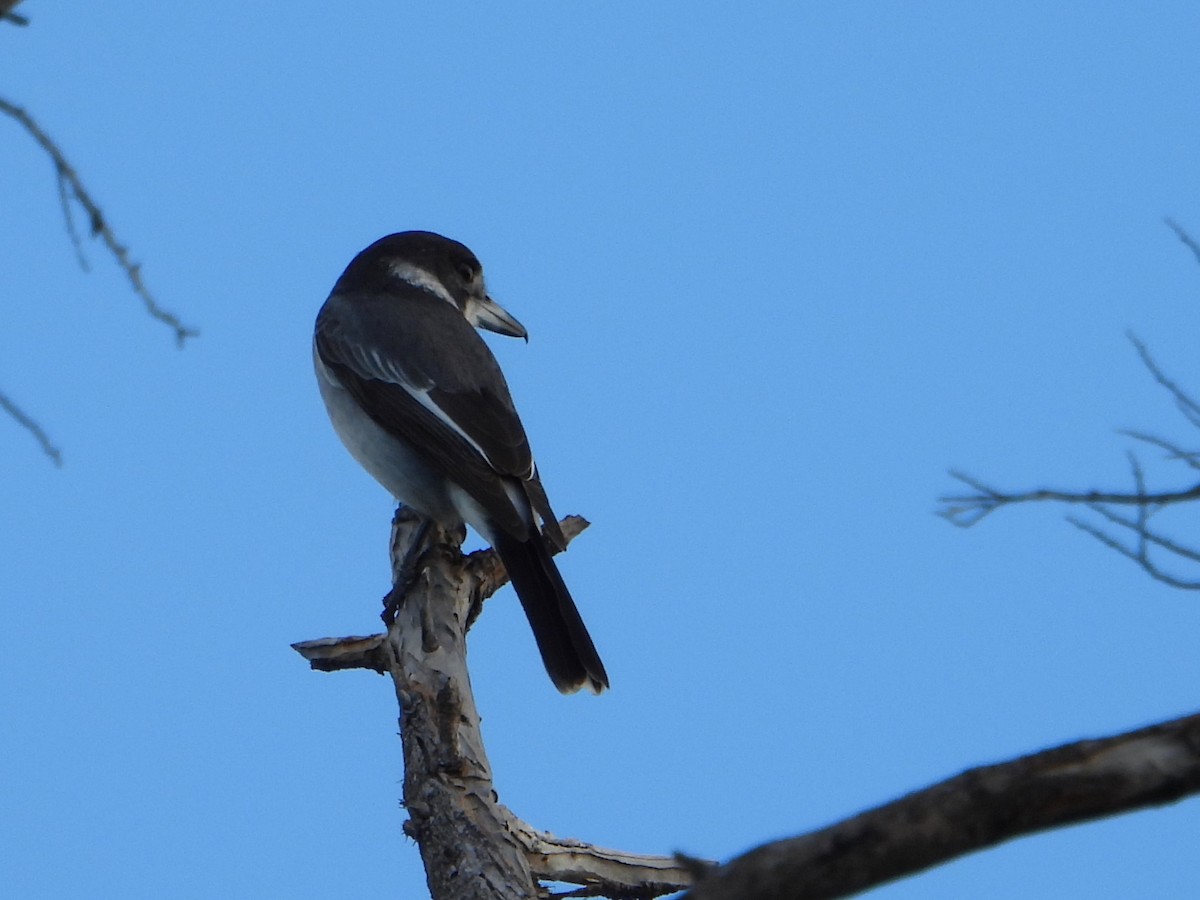 Gray Butcherbird - ML619717570