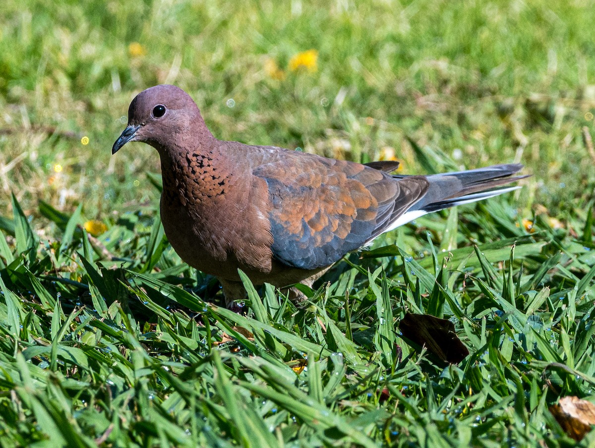 Laughing Dove - ML619717576