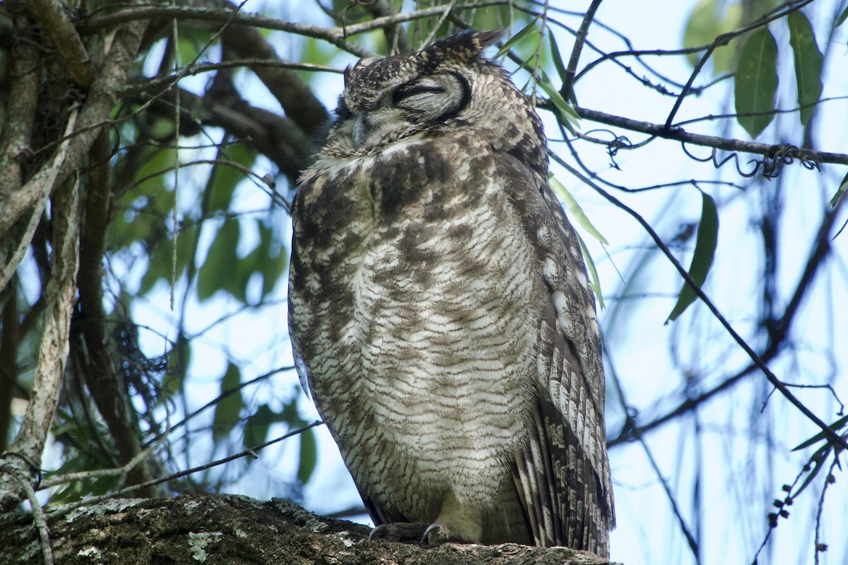 Spotted Eagle-Owl - ML619717580
