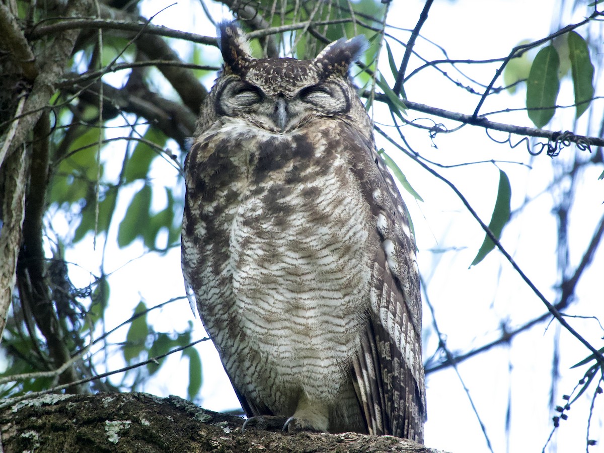Spotted Eagle-Owl - ML619717582