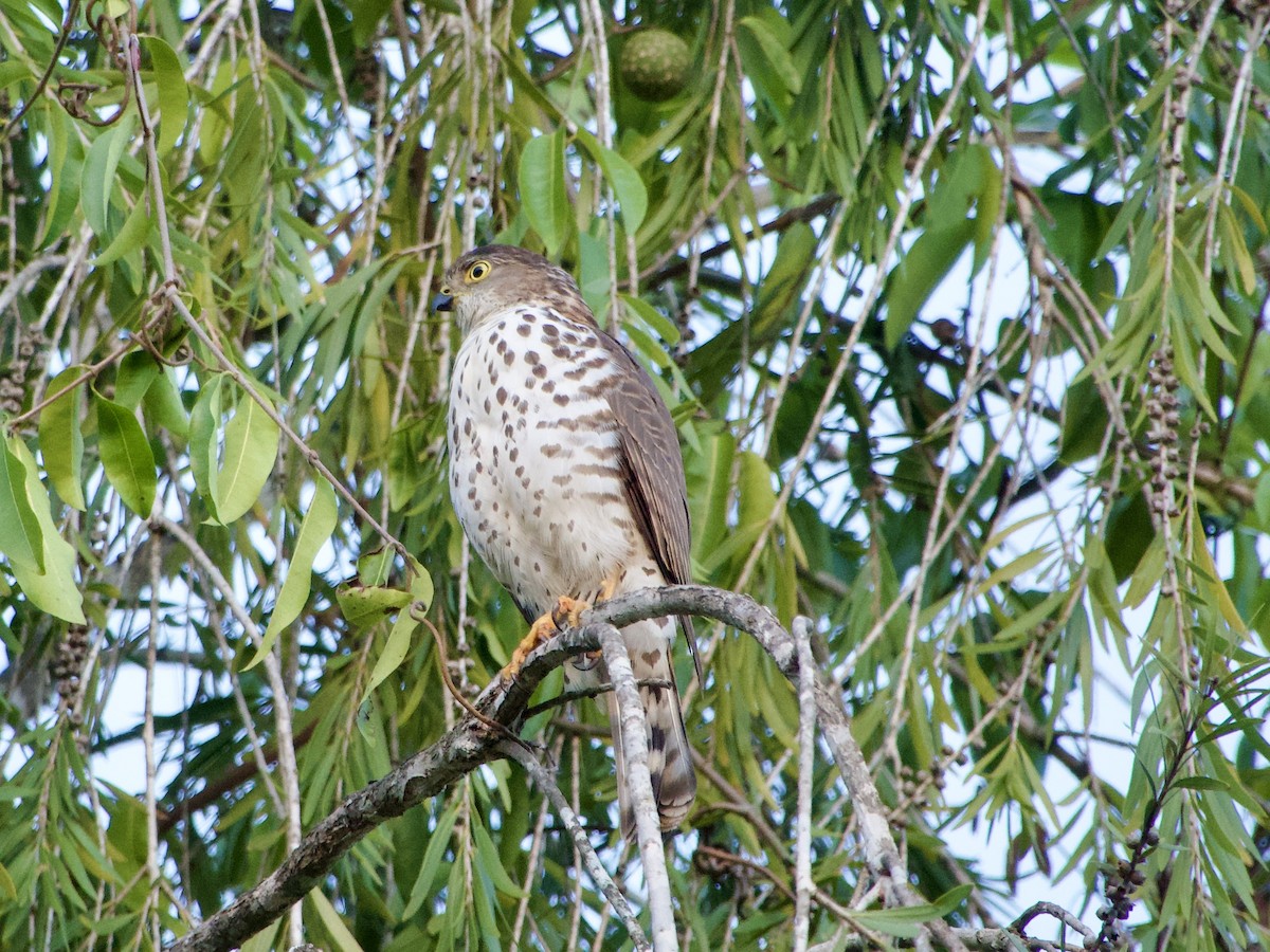 Little Sparrowhawk - ML619717587