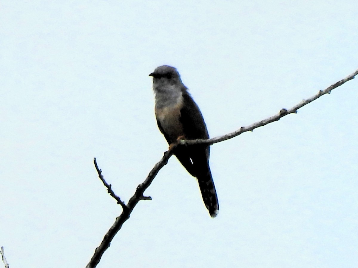 Plaintive Cuckoo - ML619717593