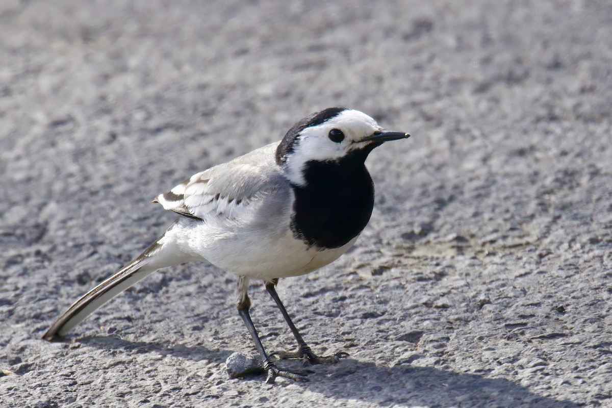 White Wagtail - ML619717596