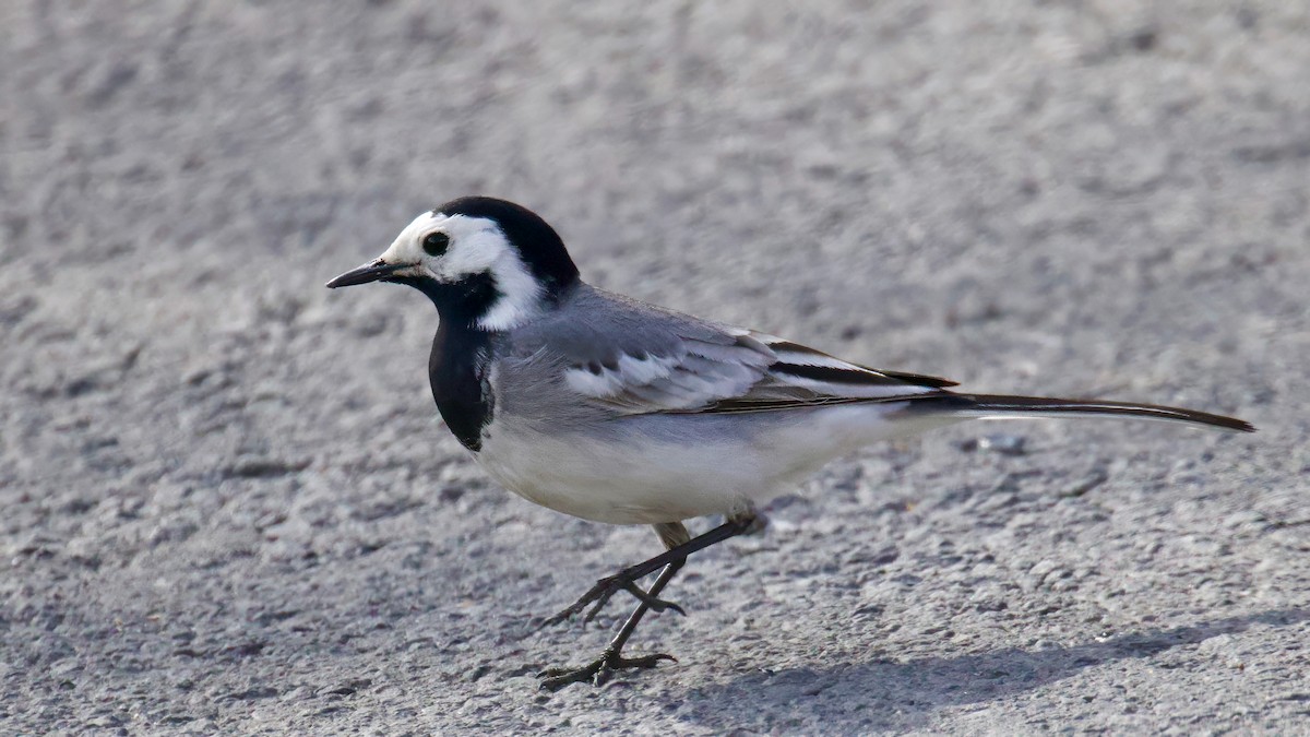 White Wagtail - ML619717597