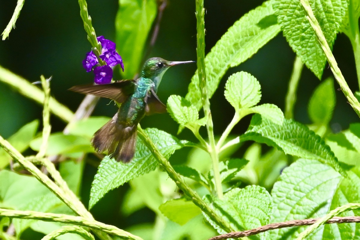 White-bellied Emerald - ML619717621