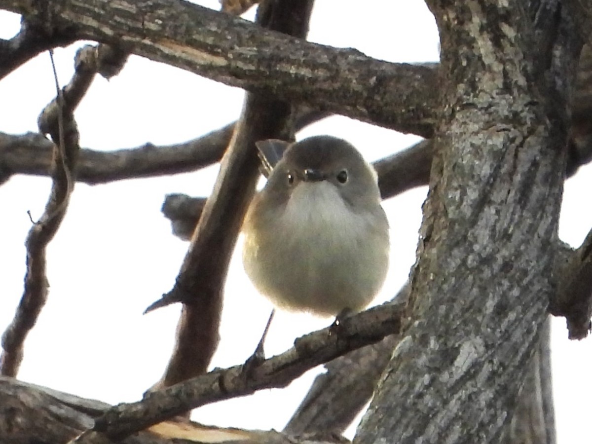 Purple-backed Fairywren (Purple-backed) - ML619717650