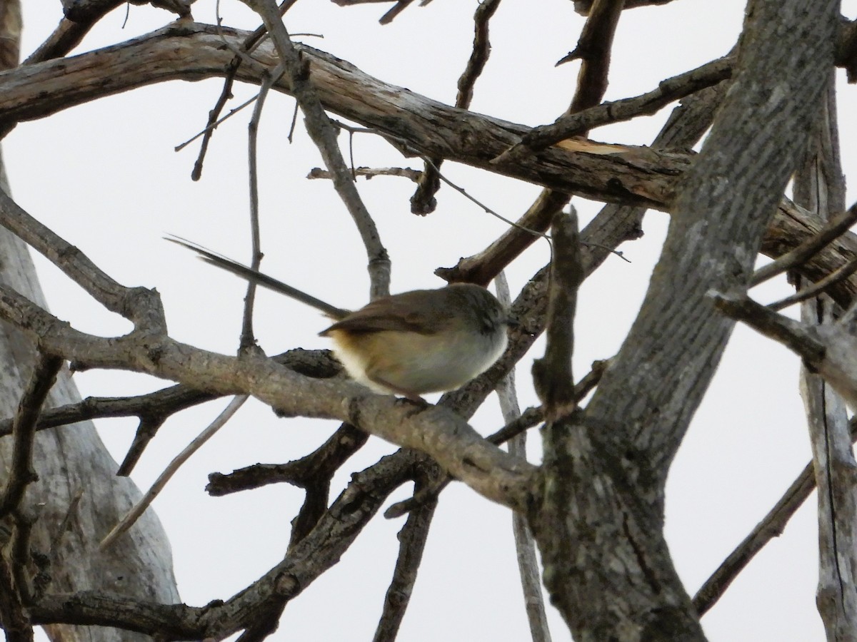 Purple-backed Fairywren (Purple-backed) - ML619717652