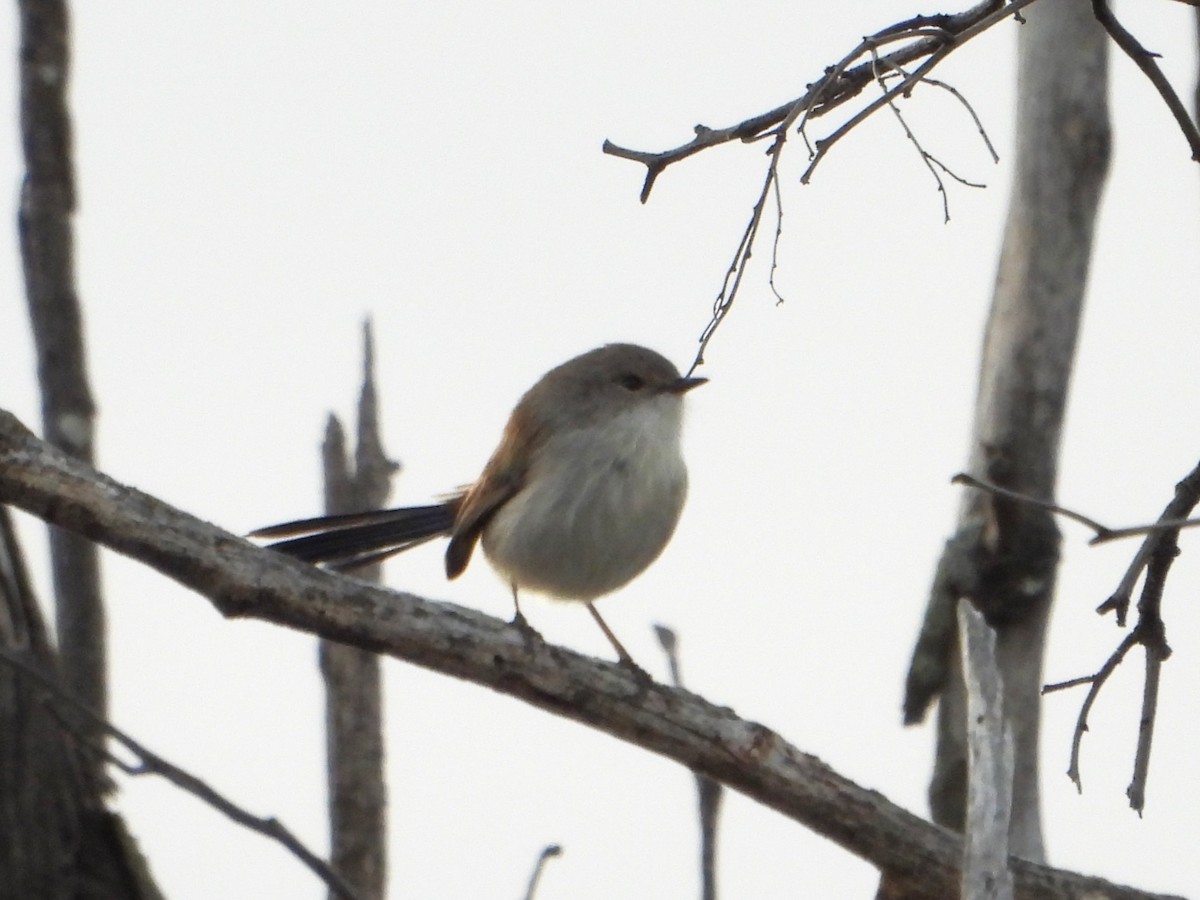 Purple-backed Fairywren (Purple-backed) - ML619717656