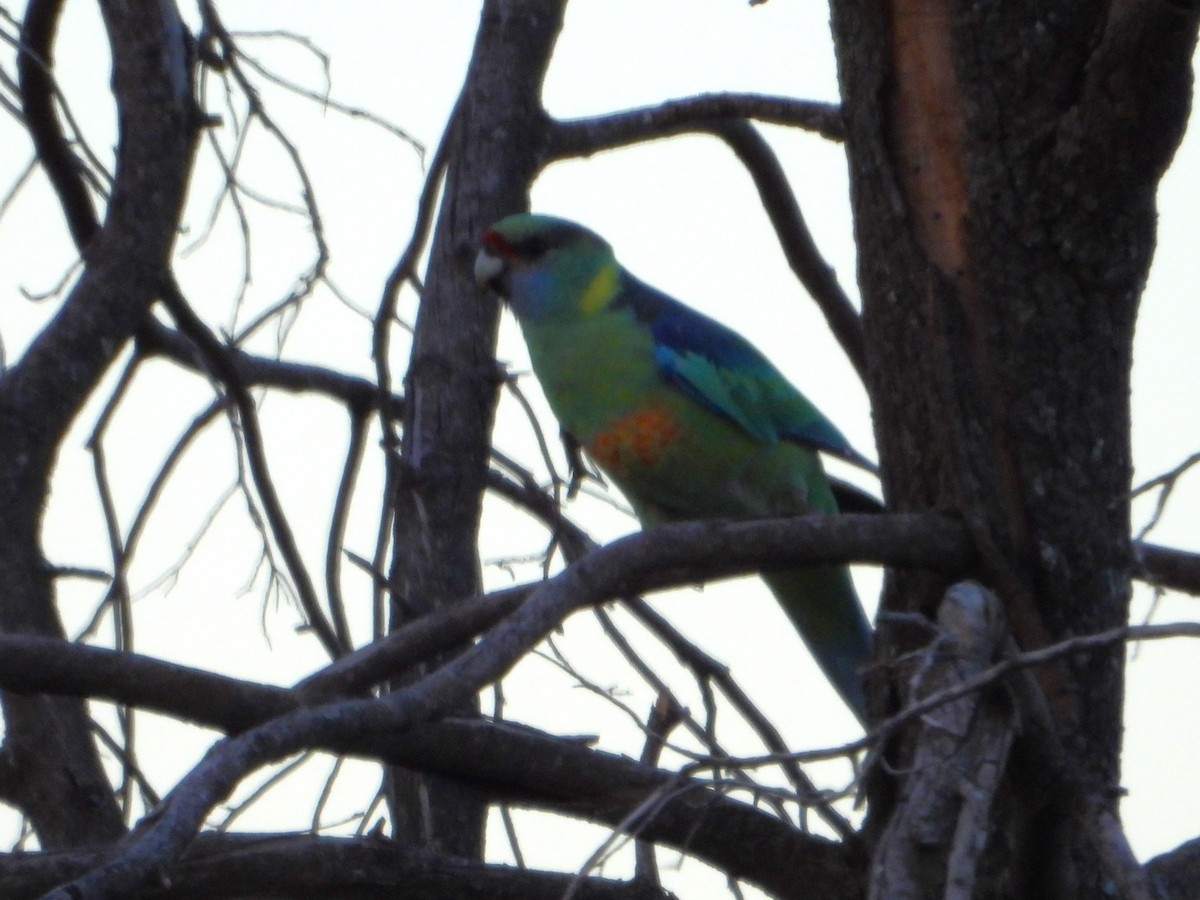 Воротничковый попугай (barnardi) - ML619717660