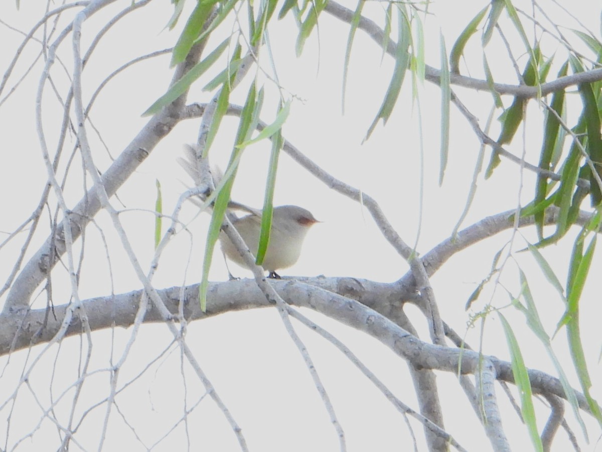 Purple-backed Fairywren (Purple-backed) - ML619717666