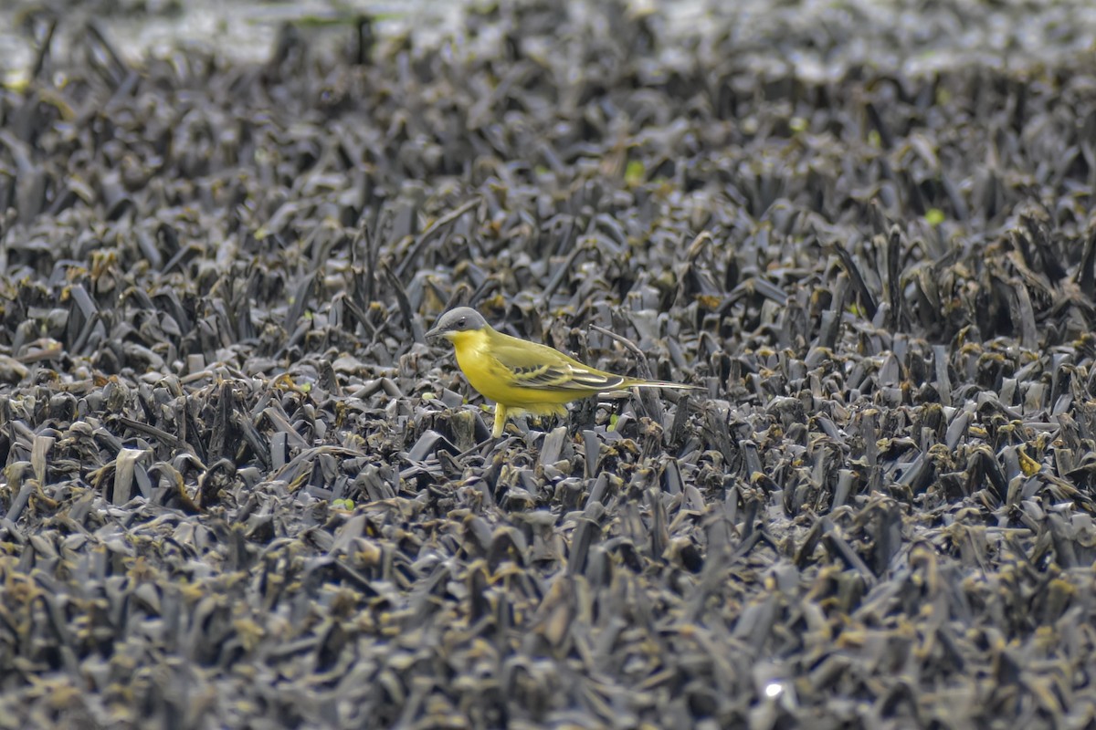 Eastern Yellow Wagtail - ML619717683