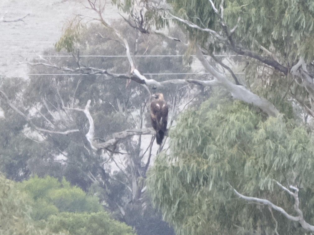 Wedge-tailed Eagle - ML619717684