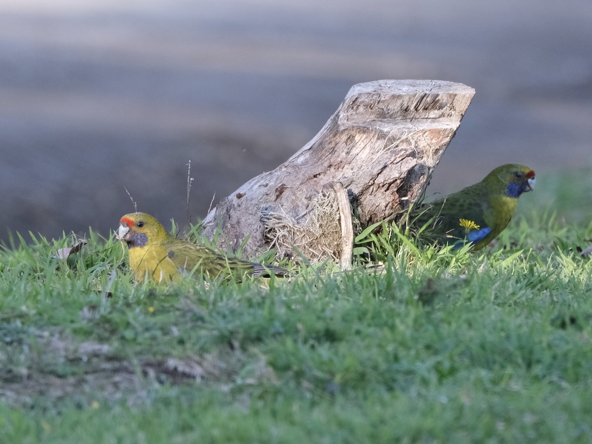 Green Rosella - ML619717727