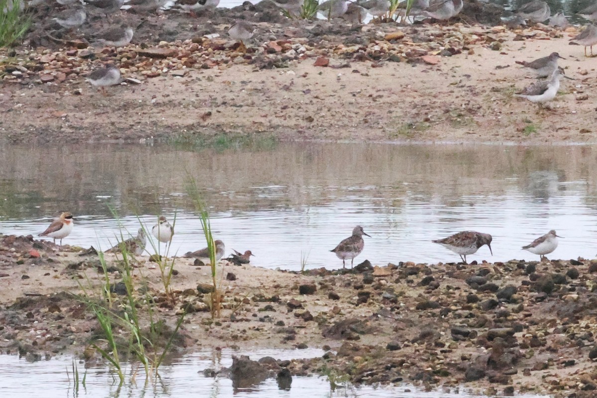 Great Knot - ML619717734