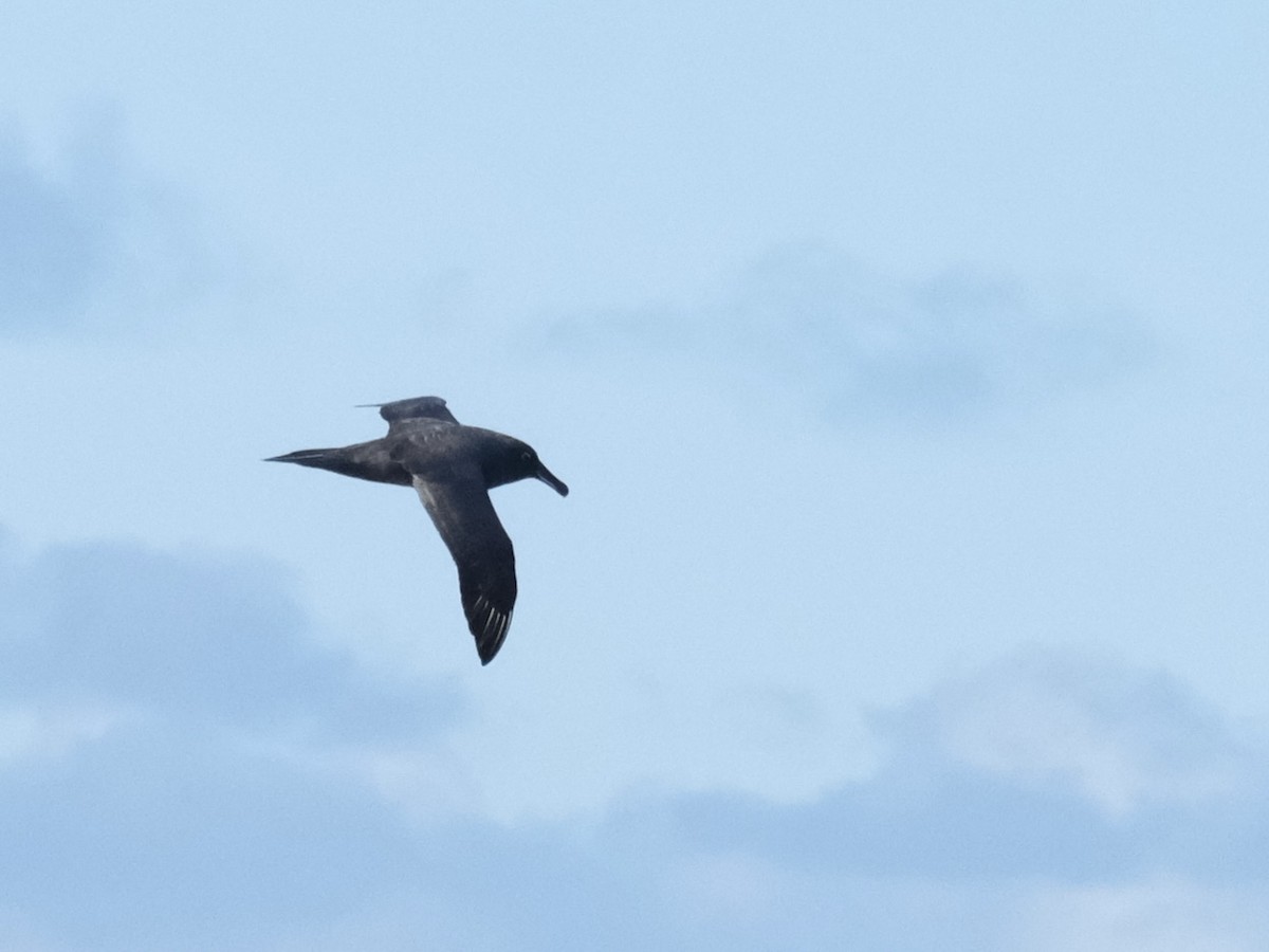 Sooty Albatross - ML619717748