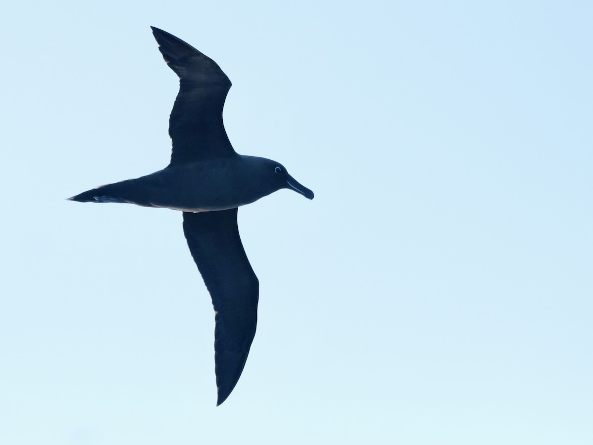 Sooty Albatross - ML619717749