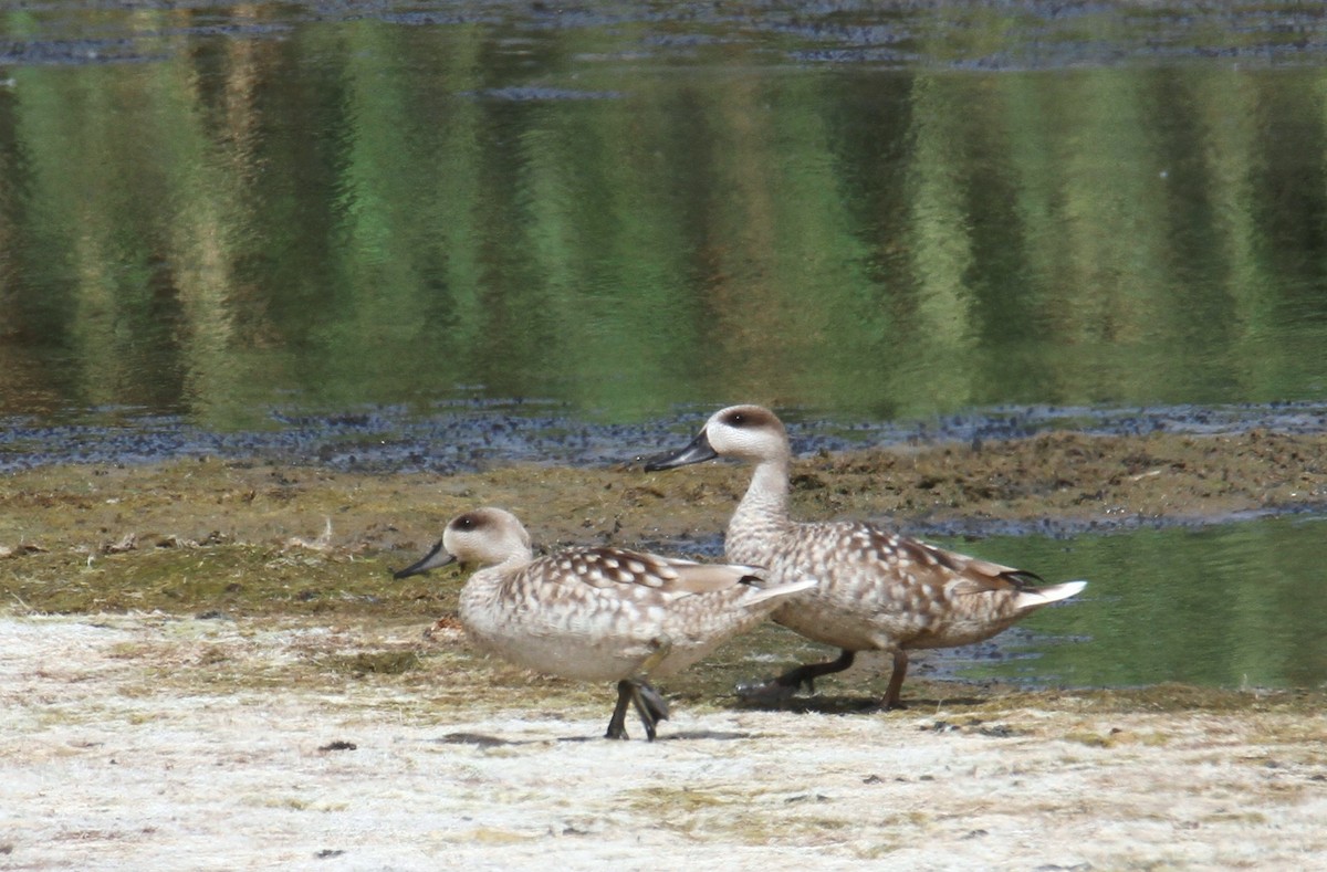 Marbled Duck - ML619717760