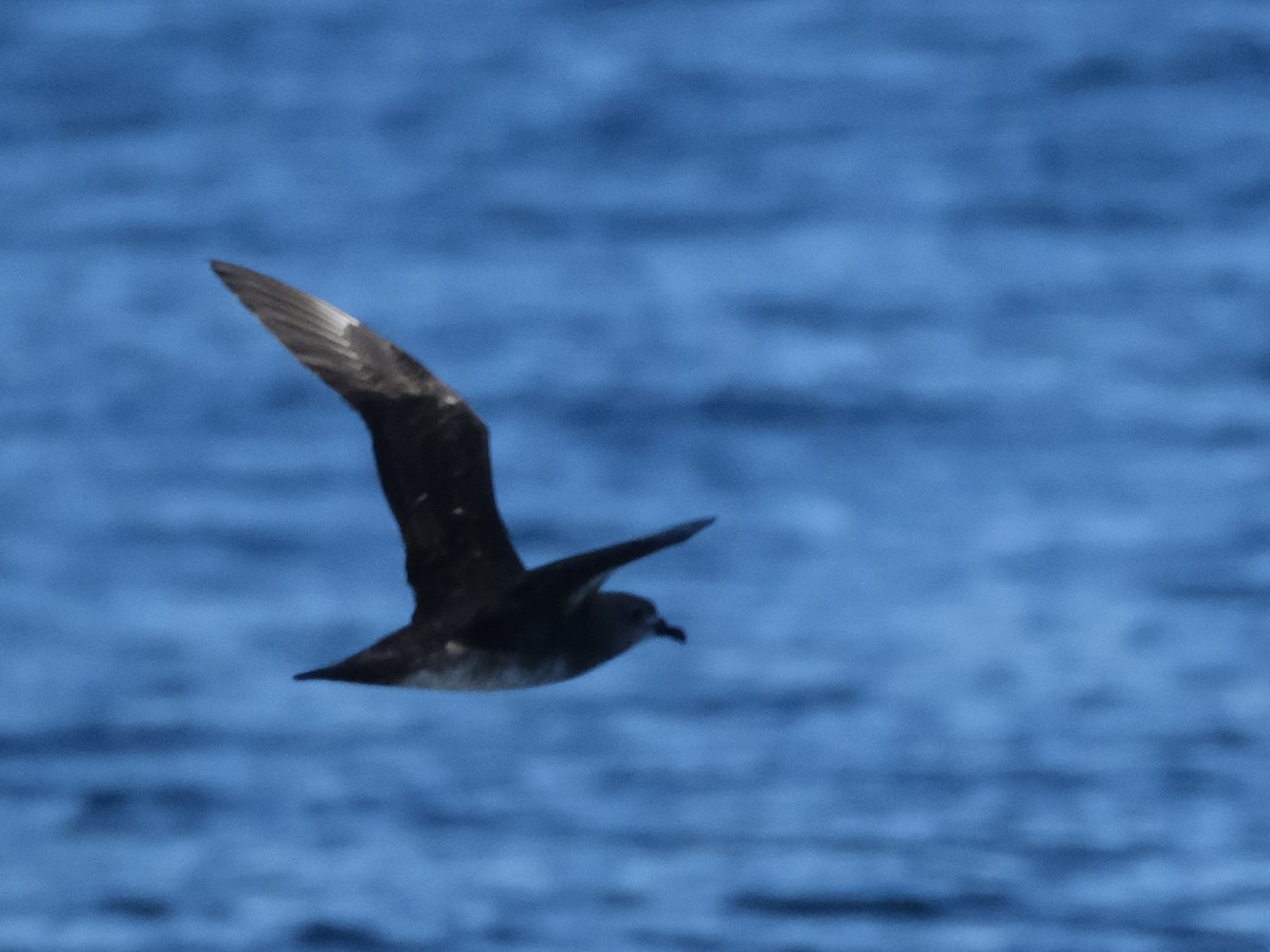 Kermadec Petrel - ML619717778