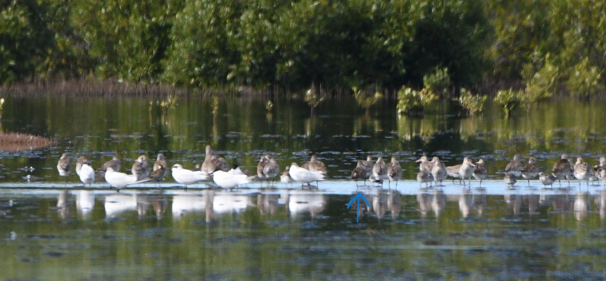 Hudsonian Godwit - ML619717788