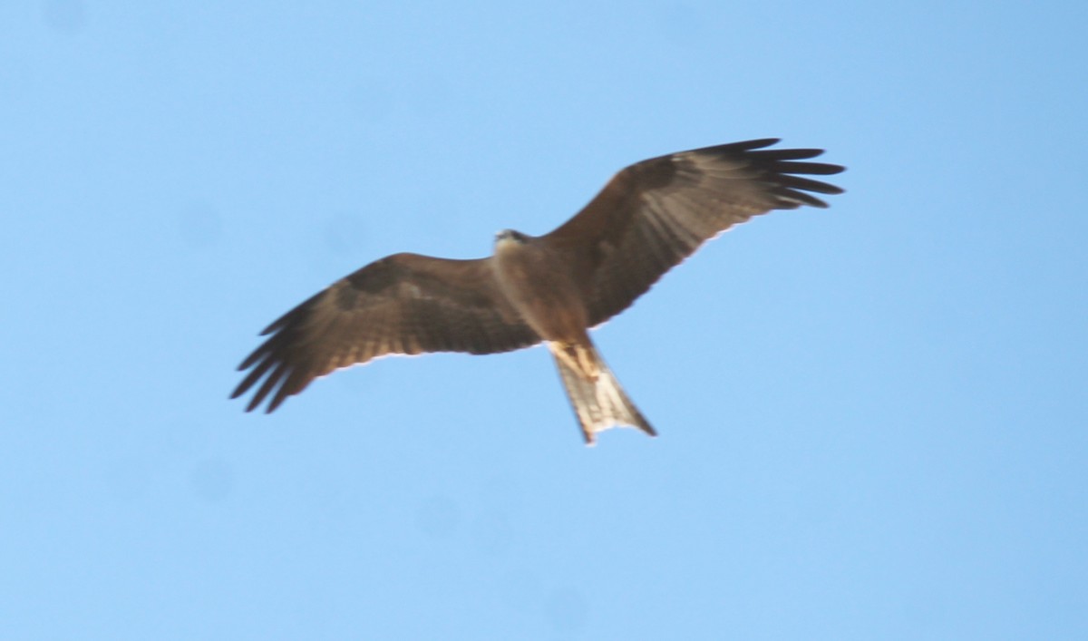 Black Kite - ML619717790