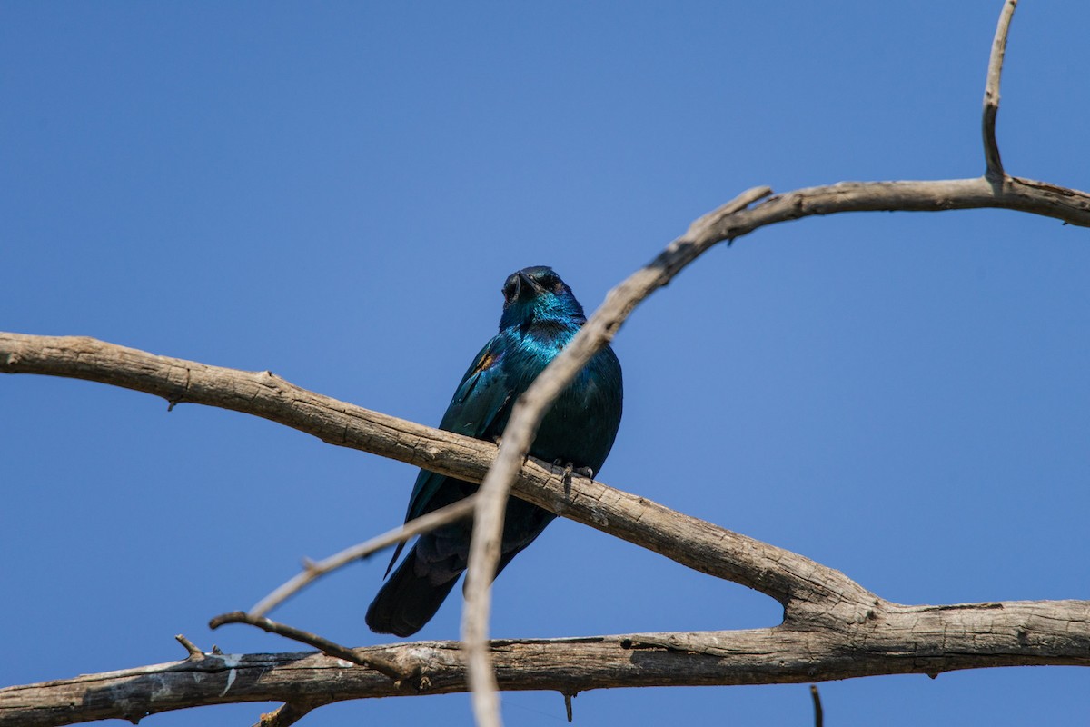 Cape Starling - ML619717792