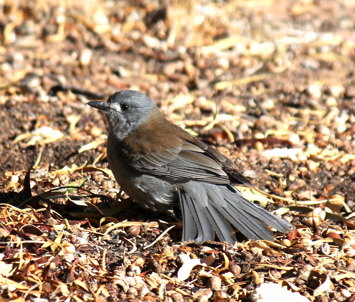 Gray Shrikethrush - ML619717795