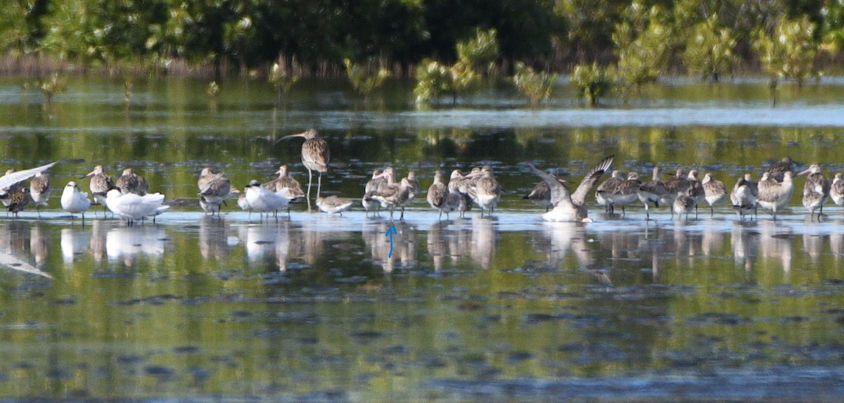 Hudsonian Godwit - ML619717797