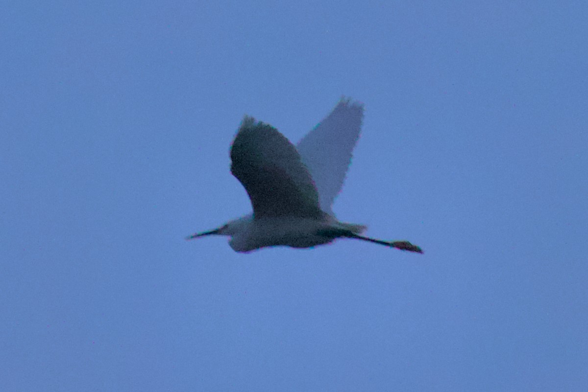 Little Egret - ML619717810