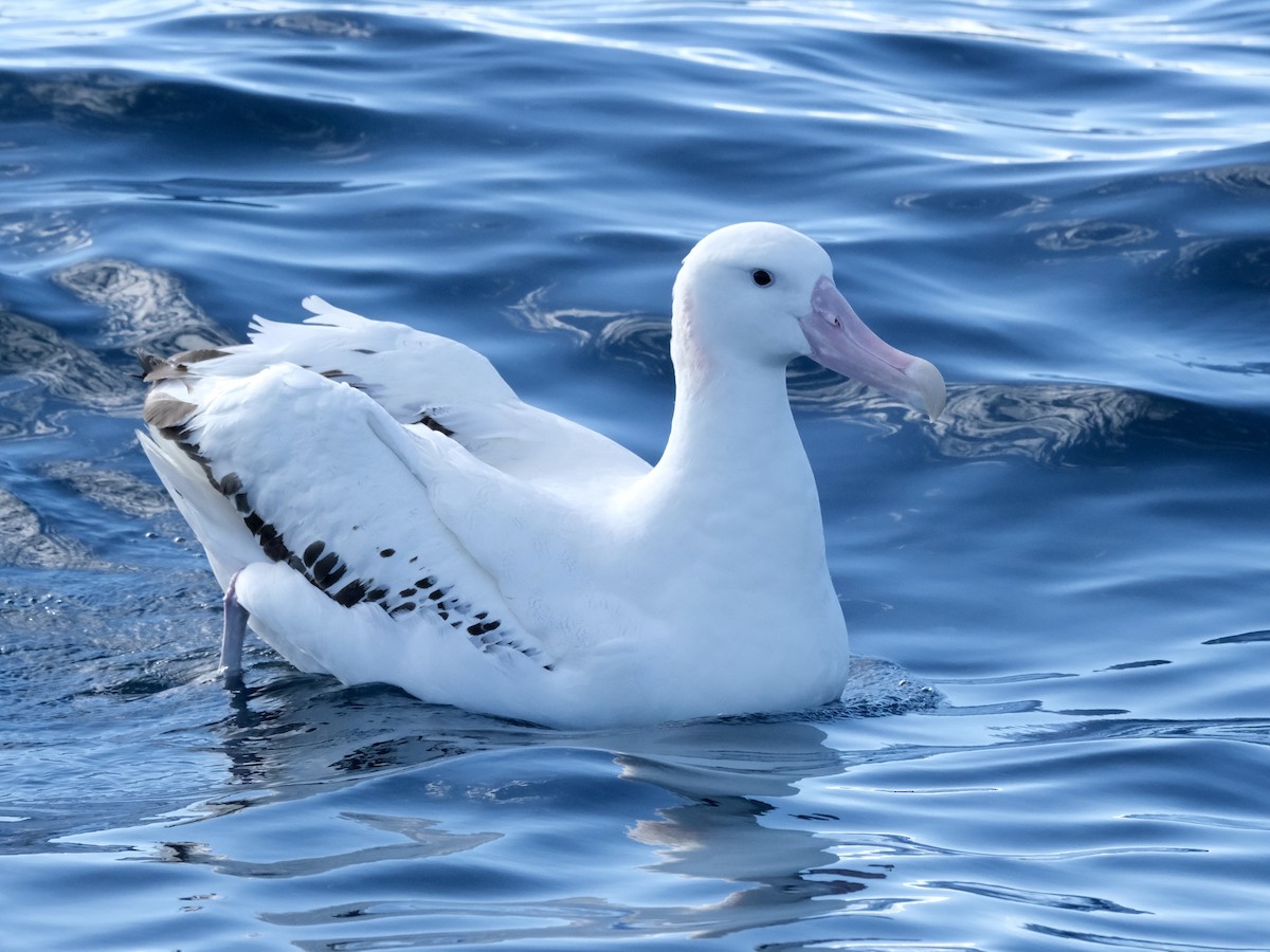 albatros stěhovavý - ML619717850