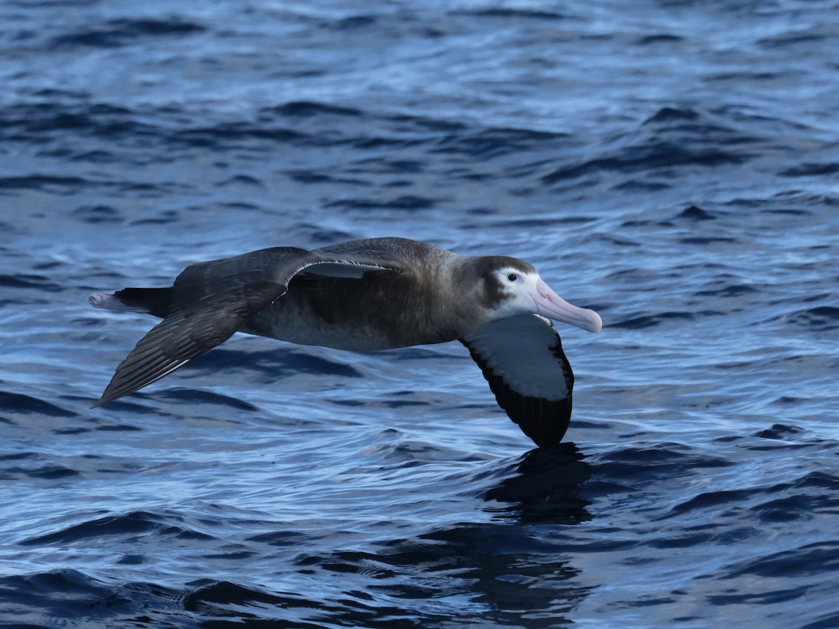 albatros stěhovavý - ML619717851