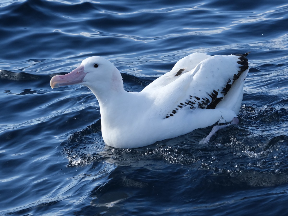 albatros stěhovavý - ML619717852