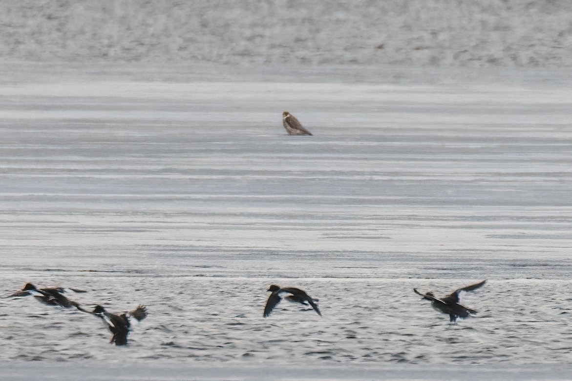 Peregrine Falcon - ML619717853