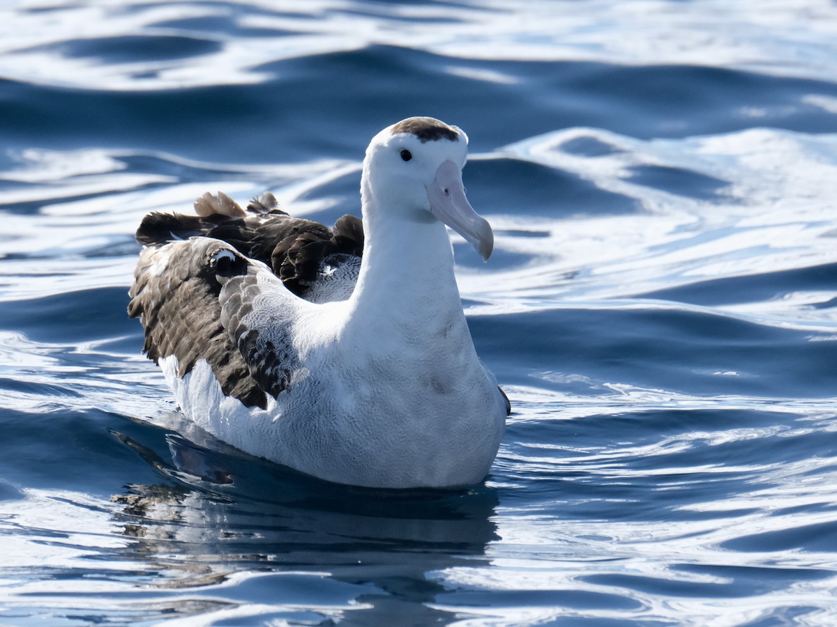 Albatros des Antipodes (antipodensis) - ML619717855