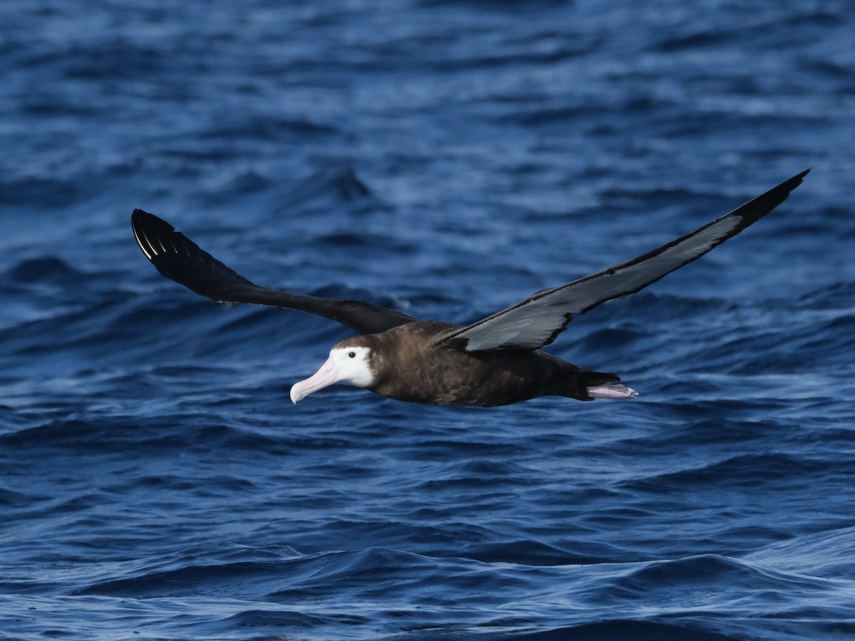 albatros jižní (ssp. gibsoni) - ML619717859
