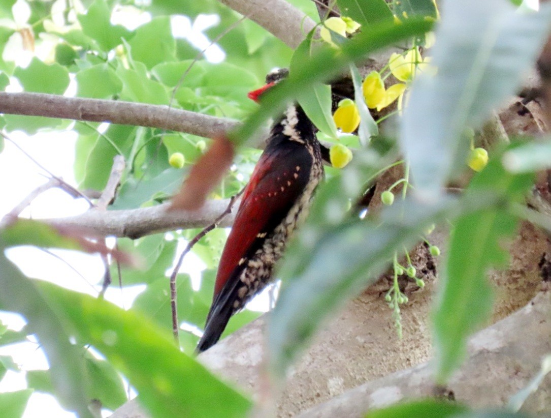 Red-backed Flameback - ML619717864