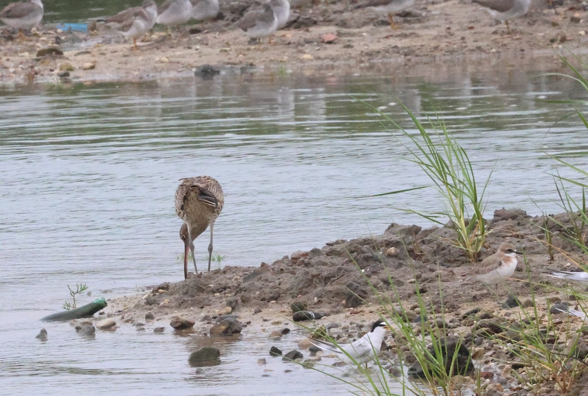 Far Eastern Curlew - ML619717871