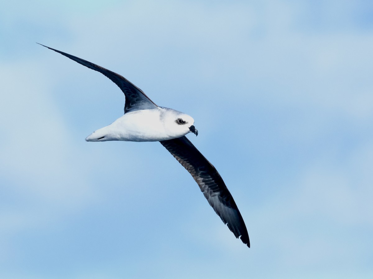 White-headed Petrel - ML619717885