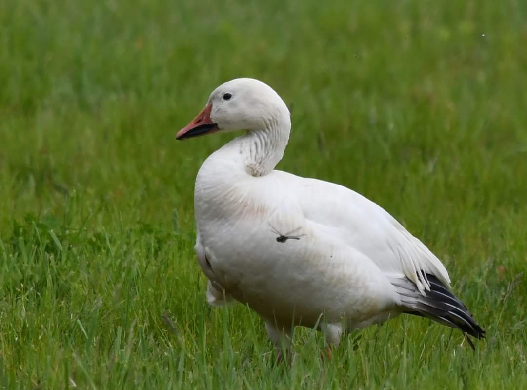 Snow Goose - ML619717902