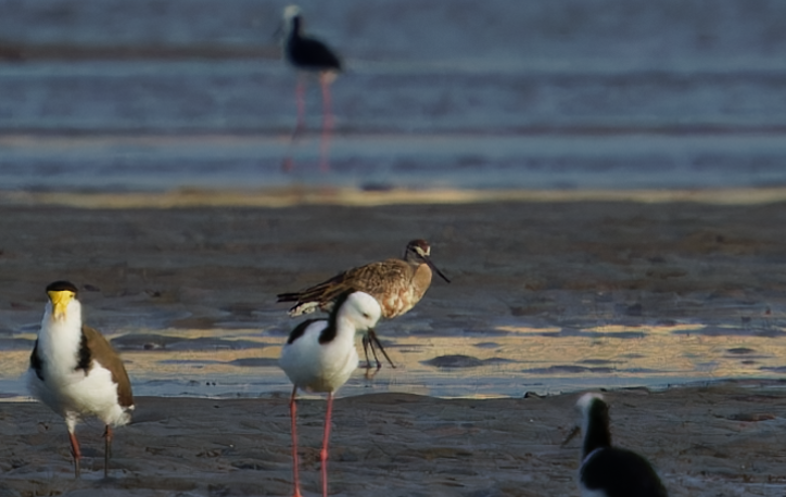 Hudsonian Godwit - Lucy Coleman