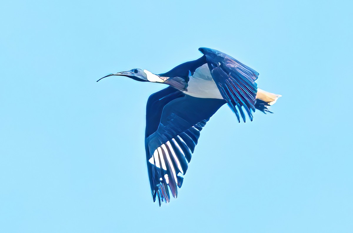 ibis slámokrký - ML619717956