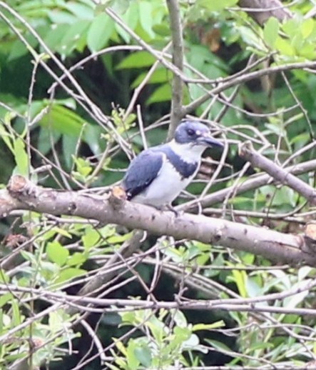 Belted Kingfisher - ML619717968