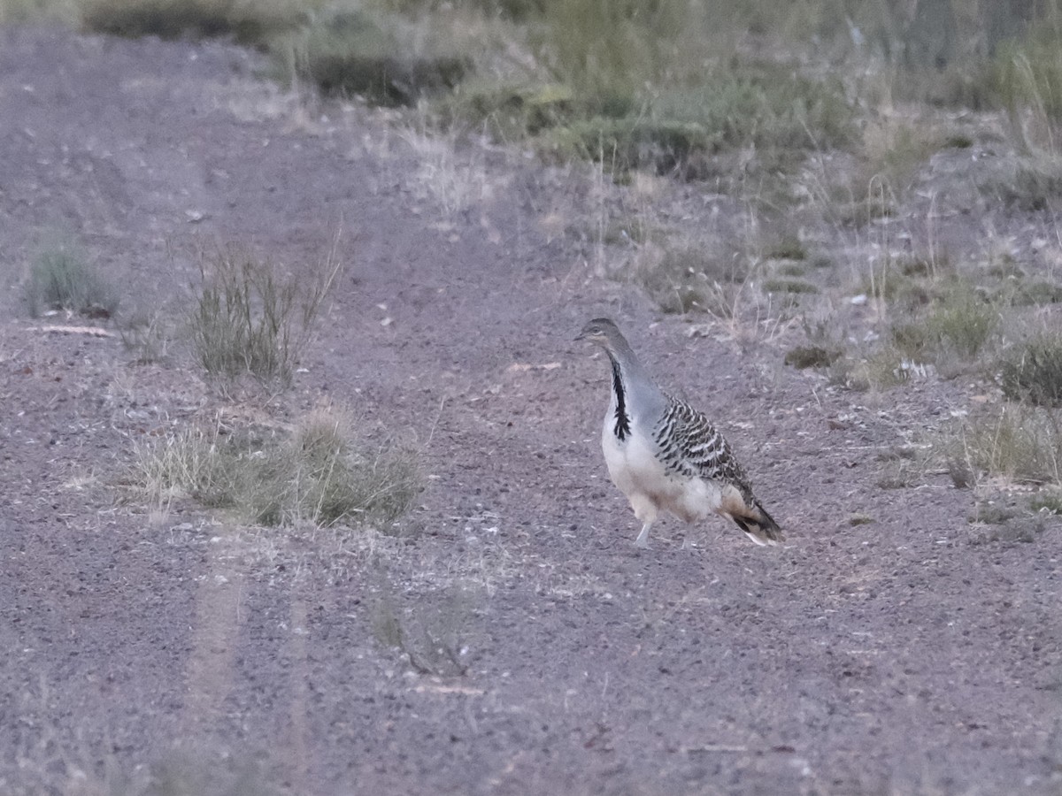 Malleefowl - ML619717976