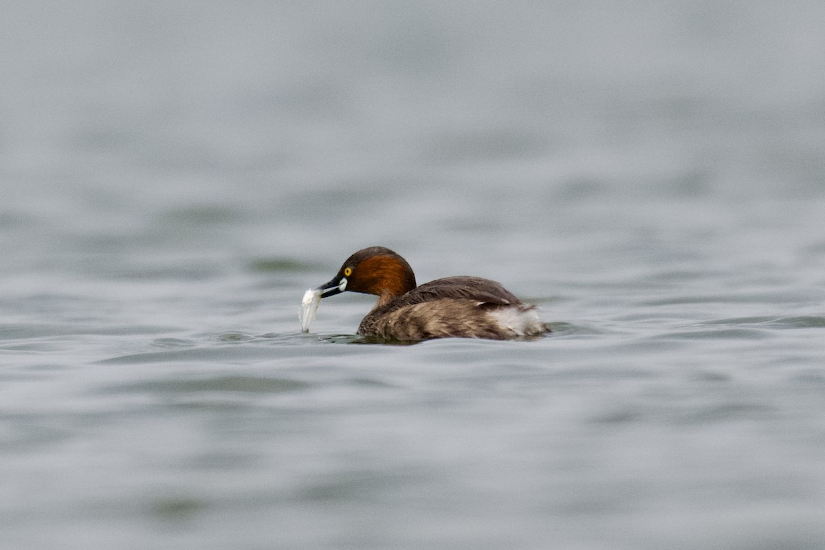 Little Grebe - ML619717979