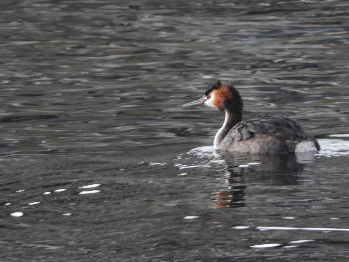 Great Crested Grebe - ML619717984