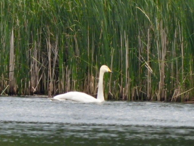 Whooper Swan - ML619718003