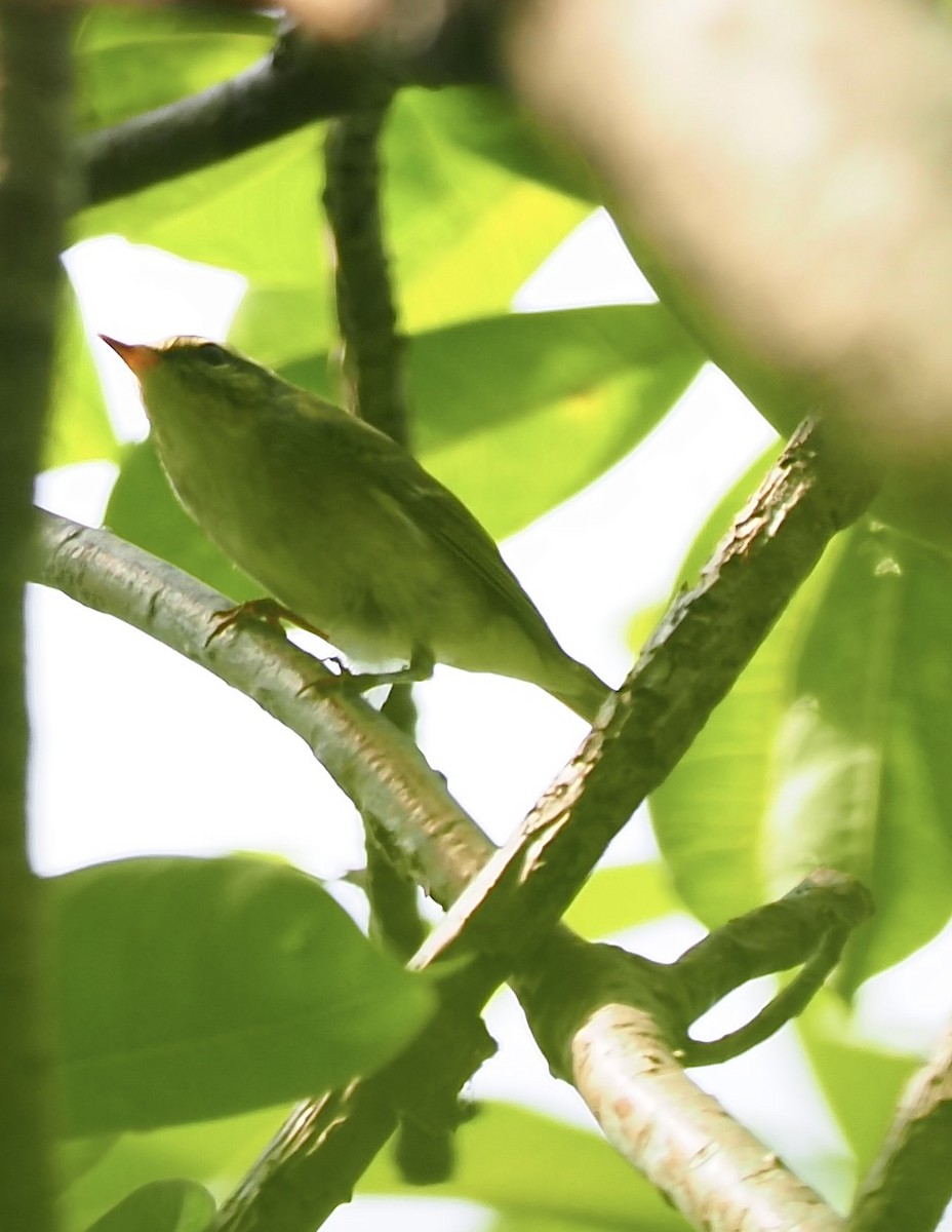 Arctic Warbler - ML619718035